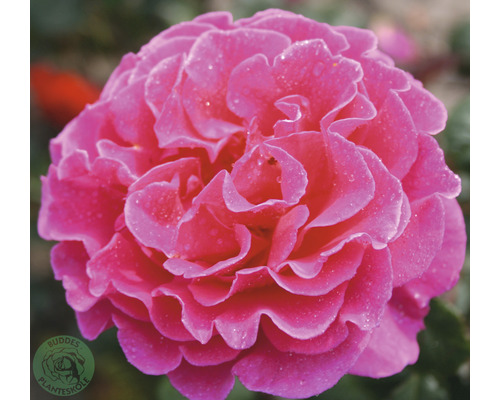 Buskros OMNIA GARDEN Rosa 'Prinsessan Alexandra' (Moderna Buskros-Gruppen) 1-pack