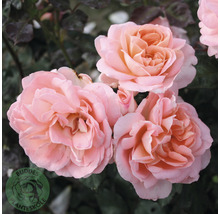 Närbild av tre öppna, rosa rosenblommor