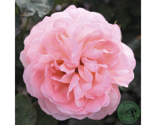 Närbild av en rosa ros