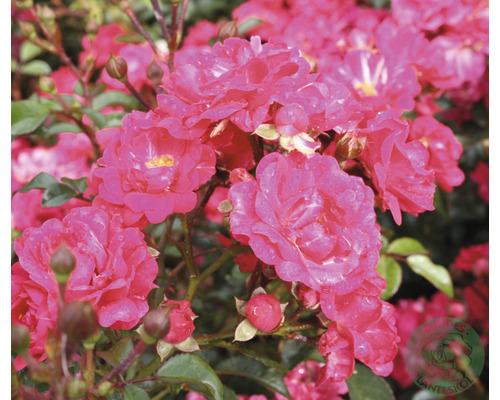 Marktäckande ros med tät blomställning