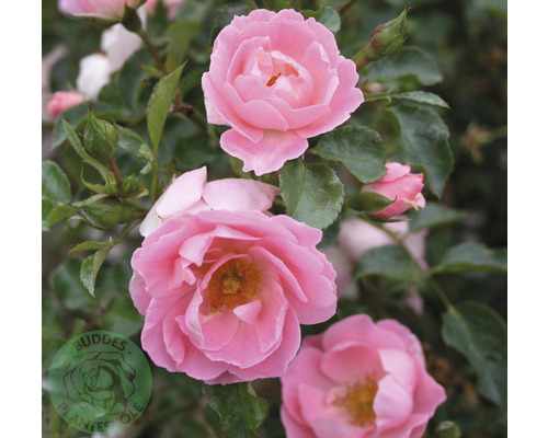 Buskros OMNIA GARDEN Rosa Sommerwind 'Korlanum' (Moderna Buskros-Gruppen) 5-pack