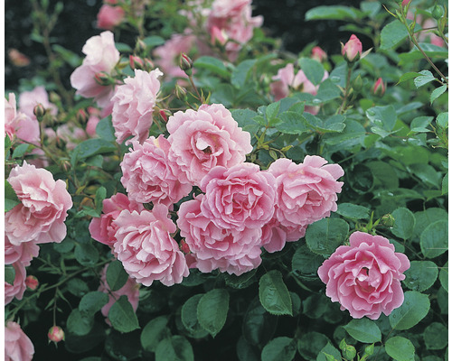 Rosa klätterros med rosa blommor och gröna blad.