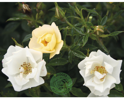 Ros OMNIA GARDEN Rosa Sun Cover 'Poulurt' (Miniatyrros-Gruppen) 5-pack