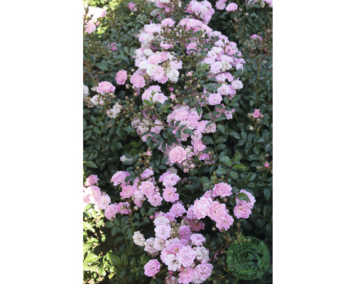 Buske med rosa rosenblommor