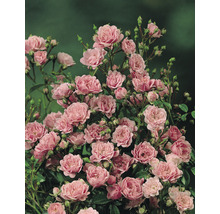 Buske med rosa rosenblommor