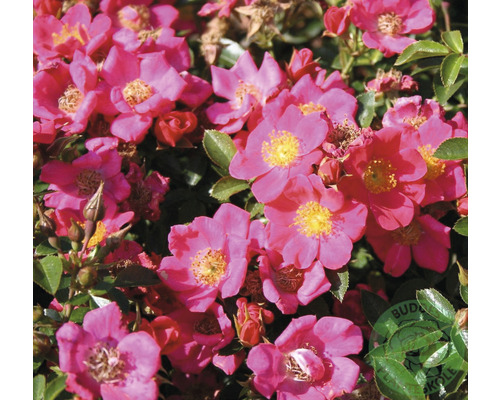 Buskros OMNIA GARDEN Rosa Tommelise 'Kortenay' (Moderna Buskros-Gruppen) 5-pack