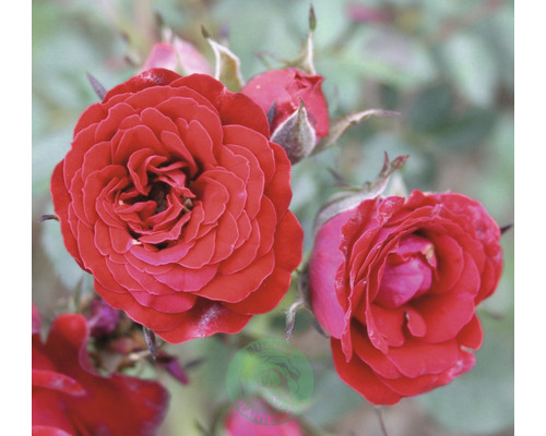 Buskros OMNIA GARDEN Rosa Velvet Cover 'Poulria' (Moderna Buskros-Gruppen) 1-pack