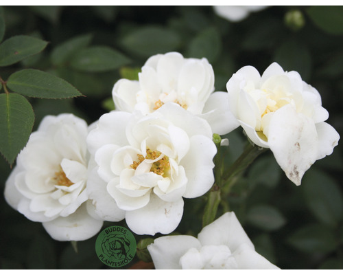 Närbild av vita rosenblommor