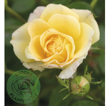 Gul ros med blomknopp och Buddens Plantenskole logotyp