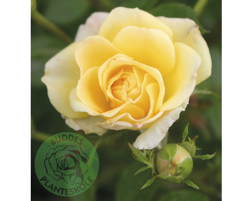 Ros OMNIA GARDEN Rosa Yellow Fairy 'Poulfair' (Miniatyrros-Gruppen) 5-pack