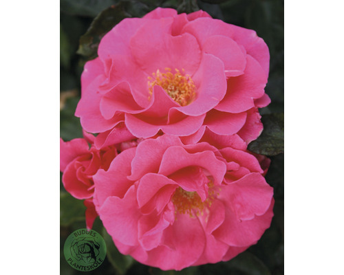 Buskros OMNIA GARDEN Rosa Romanze 'Tanezamor' (Moderna Buskros-Gruppen) 1-pack