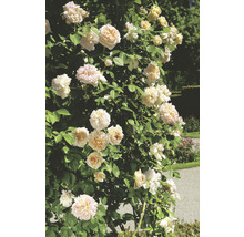 Klätterros med blommor och gröna blad