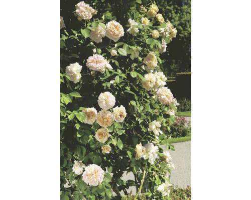 Buskros OMNIA GARDEN Rosa 'Alchymist' (Moderna Buskros-Gruppen) 10-pack