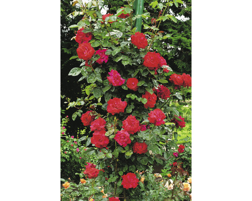 Klätterros med röda blommor som växer på ett stöd