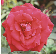 Närbild av en enda röd rosblomma