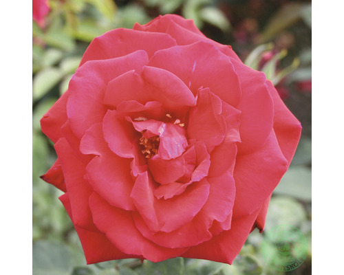 Närbild av en enda röd rosblomma