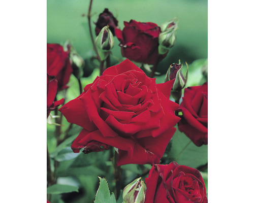 Ros OMNIA GARDEN Rosa Ingrid Bergman 'Poulman' (Tehybrid-Gruppen 5-pack