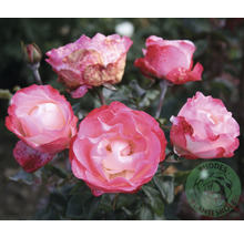 Grupp av rosenblommor i trädgården