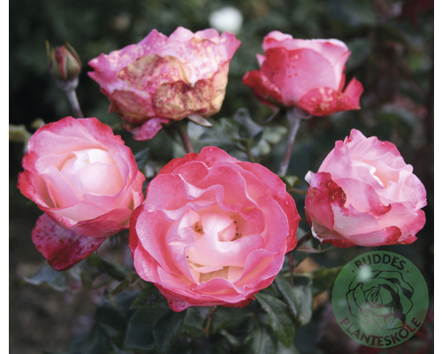 Ros OMNIA GARDEN Rosa Nostalgie 'Taneiglat' (Tehybrid-Gruppen) 1-pack