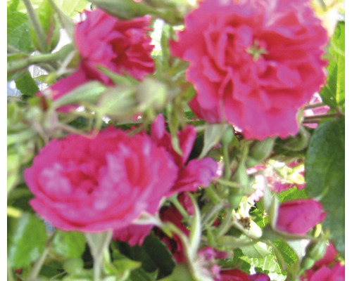 Närbild av flera rosa rosenblommor med gröna blad