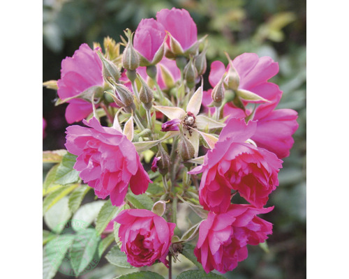 Nejlikros OMNIA GARDEN Rosa 'F. J. Grootendorst' (Rugosa-Gruppen) 5-pack