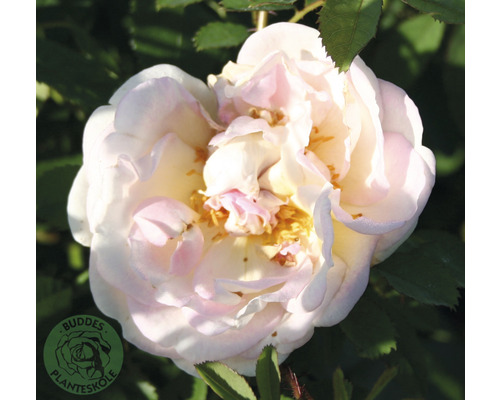 Ros OMNIA GARDEN Rosa 'Frühlingsduft' (Spinosissima-Gruppen) 1-pack