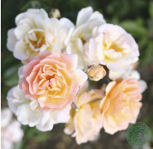 Närbild av rosenblommor