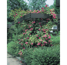 Pergola täckt med rosor i trädgården
