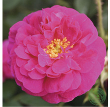Närbild av en rosa ros med gula ståndare