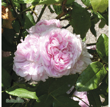 Närbild av en fylld, rosa ros med gröna blad