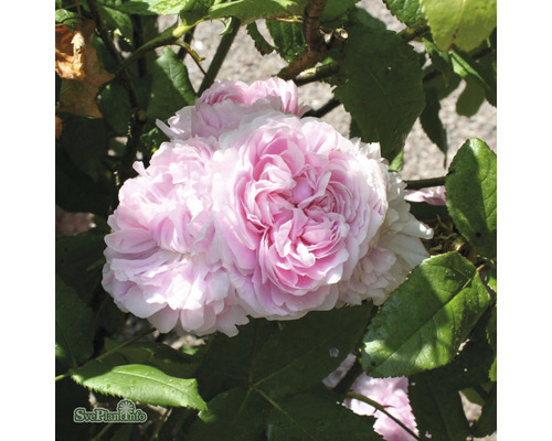 Närbild av en fylld, rosa ros med gröna blad