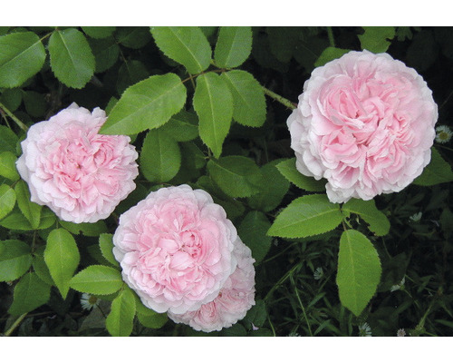 Närbild av rosa rosenblommor med gröna blad
