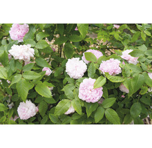 Buske med rosa rosenblommor och gröna blad