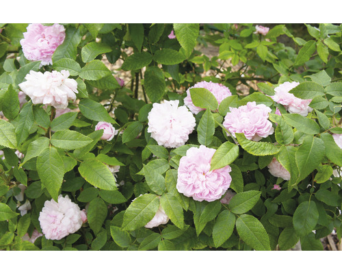 Buske med rosa rosenblommor och gröna blad