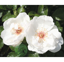 Närbild av två vita rosenblommor.