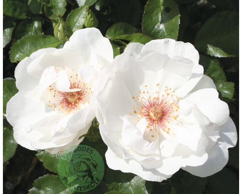 Närbild av två vita rosenblommor.