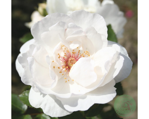 Buskros OMNIA GARDEN Rosa Jacqueline Du Pré 'Harwanna' (Moderna Buskros-Gruppen) 1-pack