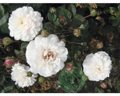 Ros OMNIA GARDEN Rosa 'Little White Pet' (Sempervirens-Gruppen) 5-pack