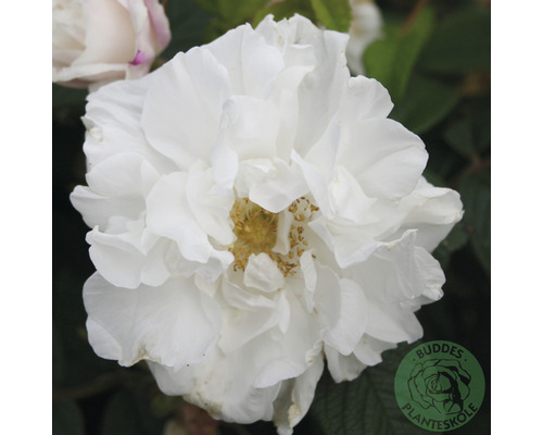 Ros OMNIA GARDEN Rosa 'Louise Bugnet' (Rugosa-Gruppen) 10-pack