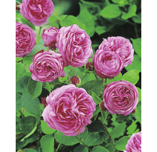 Närbild av rosa rosenblommor med gröna blad.