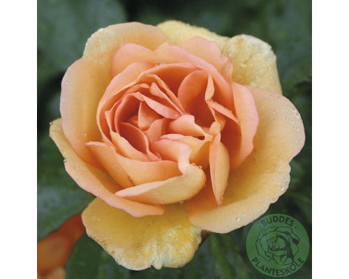 Buskros OMNIA GARDEN Rosa 'Maigold' (Moderna Buskros-Gruppen) 10-pack