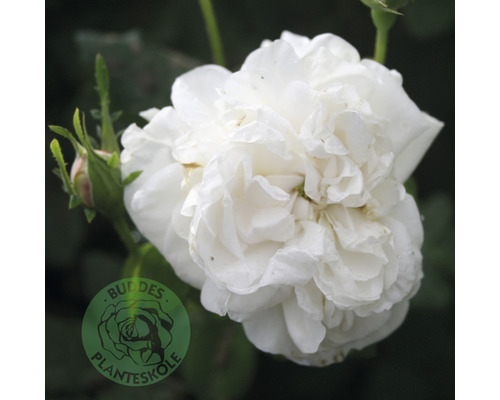 Buskros OMNIA GARDEN Rosa 'Mme Plantier' (Alba-Gruppen) 1-pack