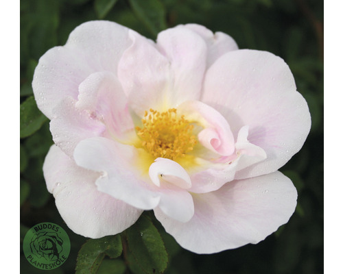 Ros OMNIA GARDEN Rosa 'Nevada' (Moyesii-Gruppen) 1-pack