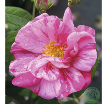 Polkagrisros OMNIA GARDEN Rosa 'Rosa Mundi' (Gallica-Gruppen) 10-pack