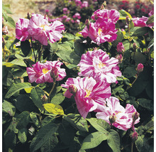 Polkagrisros OMNIA GARDEN Rosa 'Rosa Mundi' (Gallica-Gruppen) 10-pack