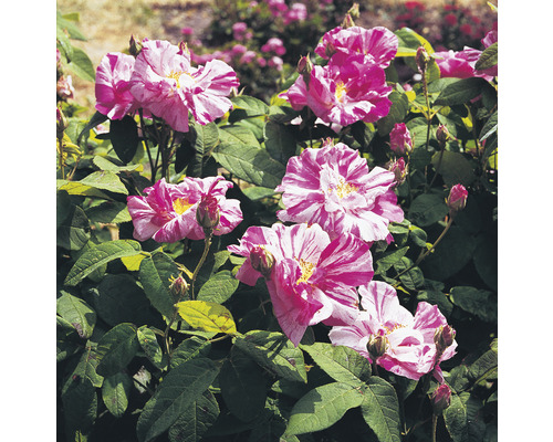 Polkagrisros OMNIA GARDEN Rosa 'Rosa Mundi' (Gallica-Gruppen) 1-pack