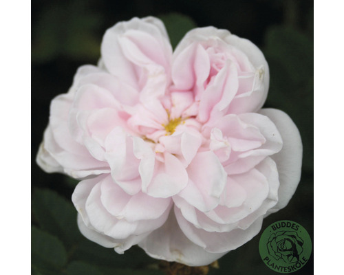 Ros OMNIA GARDEN Rosa 'Stanwell Perpetual' (Spinosissima-Gruppen) 10-pack