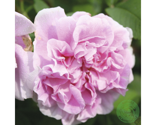 Ros OMNIA GARDEN Rosa 'Thérèse Bugnet' (Rugosa-Gruppen) 1-pack