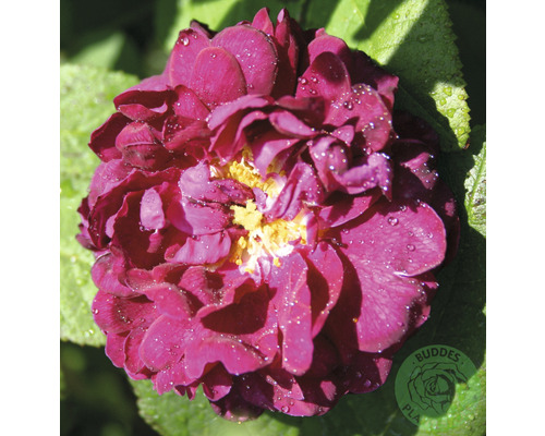 Ros OMNIA GARDEN Rosa 'Tuscany Superb' (Gallica-Gruppen) 5-pack