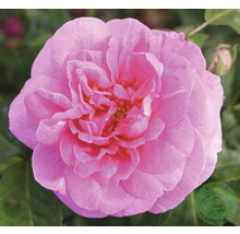 Närbild av en rosa ros